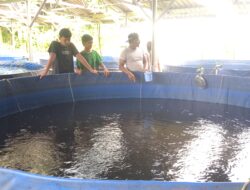 Budidaya Ikan Lele Di Jombang Bisa panin Satu Bulan Sekali