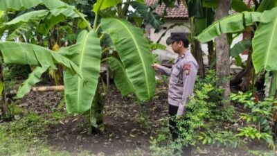 Anggota Polsek Mojowarno Polres Jombang Memeriksa Pekarangan Pangan Bergizi di Desa Gedangan