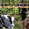 Ulasan Potensi dan Perkembangan Desa Galengdowo Jombang: Dari Pertanian hingga Peternakan Sapi Perah