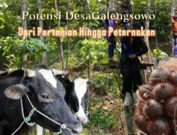 Ulasan Potensi dan Perkembangan Desa Galengdowo Jombang: Dari Pertanian hingga Peternakan Sapi Perah