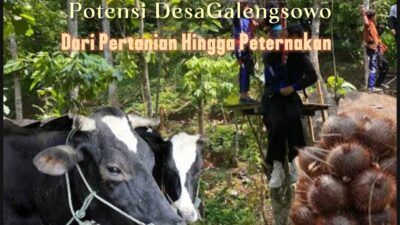 Ulasan Potensi dan Perkembangan Desa Galengdowo Jombang: Dari Pertanian hingga Peternakan Sapi Perah